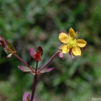 Hypericum japonicum Thunb.